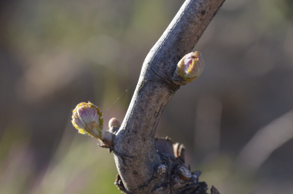 Débourrement de la vigne au printemps