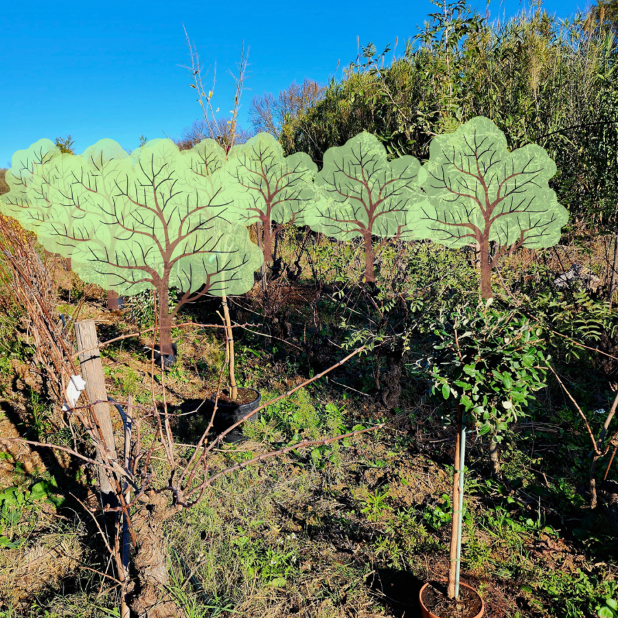Quand les vignes Accueillent une plantation d’arbres fruitiers : Agroforesterie et Autonomie Alimentaire au cœur de notre Domaine
